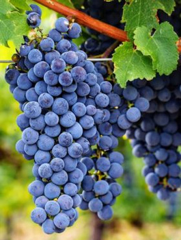 Winorośl winogrono Mołdowa (C2)