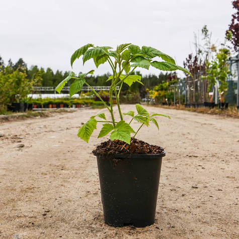 Malina Malling Seedling w doniczce