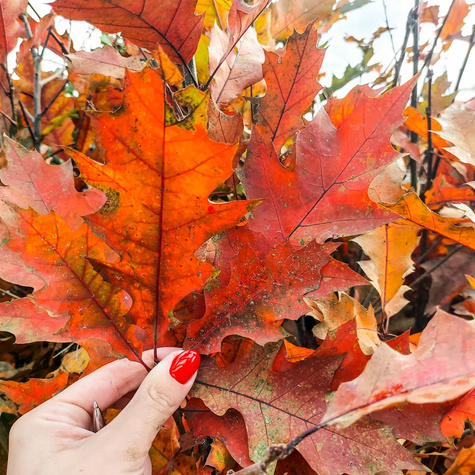 Dąb czerwony Plant Pack