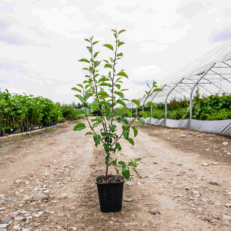 Grusza kaukaska Pyrus caucasica podkładka