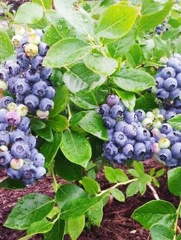 RECORD borówka średnio-późna