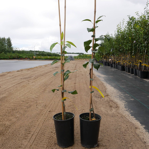 Grusza Klapsa Faworytka w doniczce (C2)