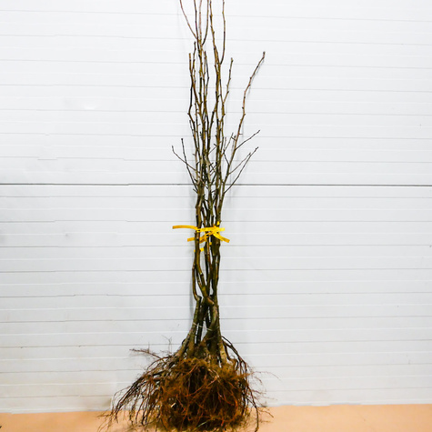 Grusza typu Santa Maria START PACK