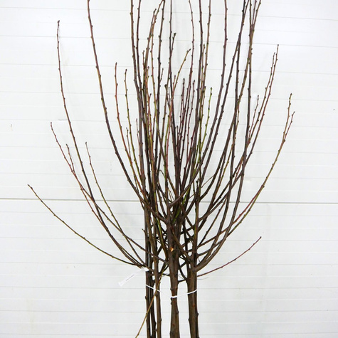 Śliwa Jerozolimka Brzoskwiniowa Renkloda Jerozolimka