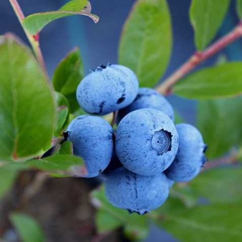 Borówka amerykańska Spartan (C2)