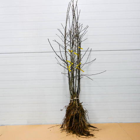 Jabłoń Red Prince START PACK