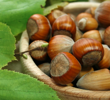 Orzech laskowy Bergera START PACK