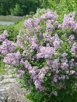 Lilak Meyera Bez Palibin Bardzo pachnący (C2)