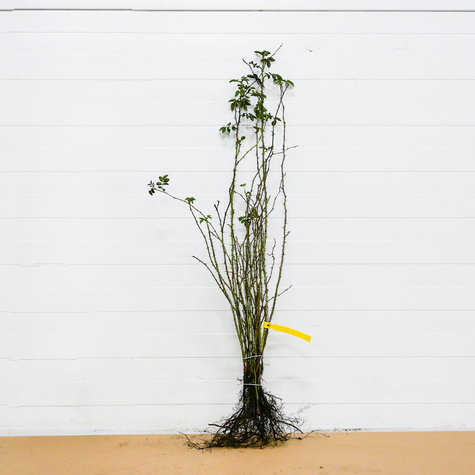 Róża dzika na żywopłot Plant Pack