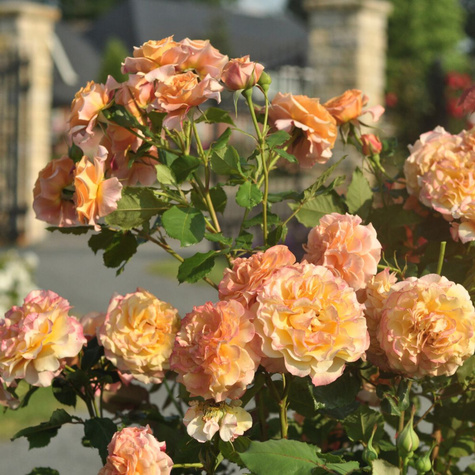 Róża parkowa La Villa Cotta pomarańczowa balot