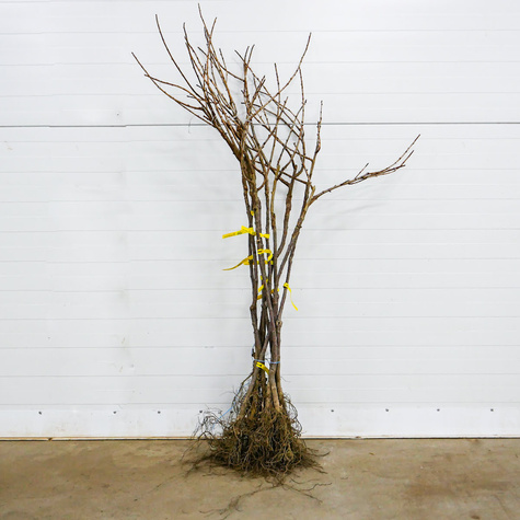 Porzeczko-agrest Josta na pniu w balocie