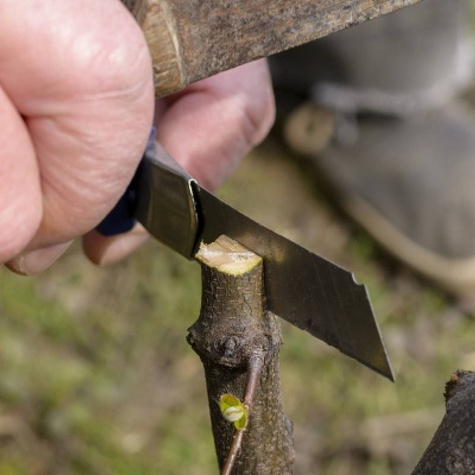 Podkładka Śliwy i Moreli Ałycza Silnie Rosnąca Plant Pack
