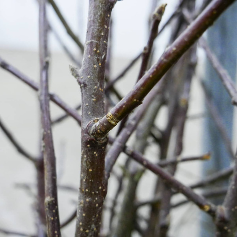 Jabłoń Fantazja START PACK