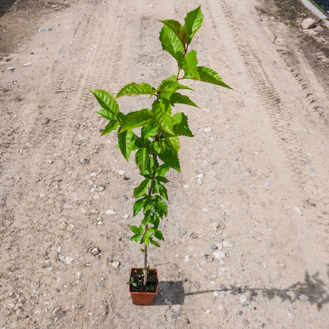 Podkładka Czereśni Colt Półkarłowa (C2)