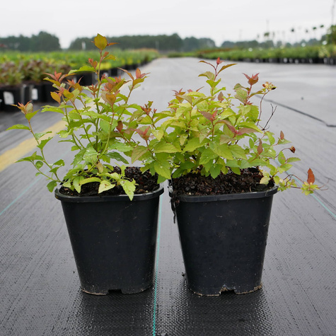 Tawuła japońska Firelight (P9)