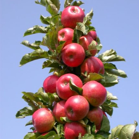 Duo Jabłoń Malinowa + Golden Delicious START PACK