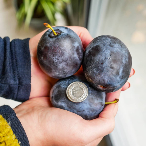 Śliwa typu Tophit START PACK