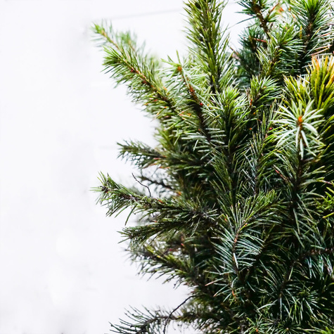 Świerk serbski Plant Pack