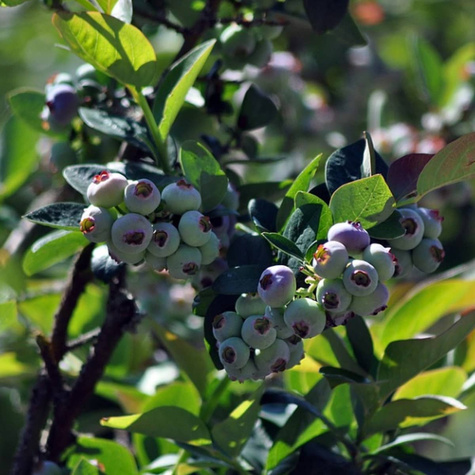 Borówka amerykańska Lateblue późna
