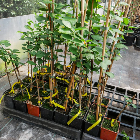 Śliwa Bluefree w doniczce (C2)