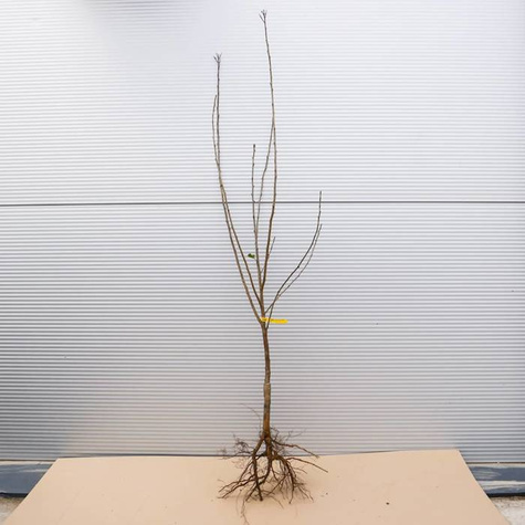 Zestaw Sad Na Przetwory Idealny Na Domowe Dżemy Soki Nalewki Plant Pack