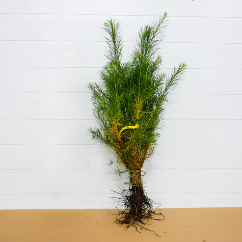 Daglezja Jedlica Szybko Rosnące Drzewo Iglaste Plant Pack