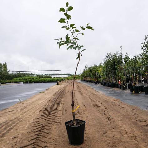 Wiśnia Wanda w doniczce