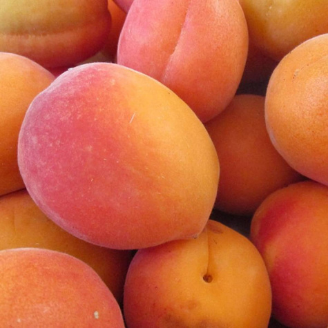 Morela Bergerouge START PACK