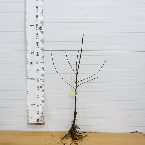 Jabłoń Waleria Plant Pack