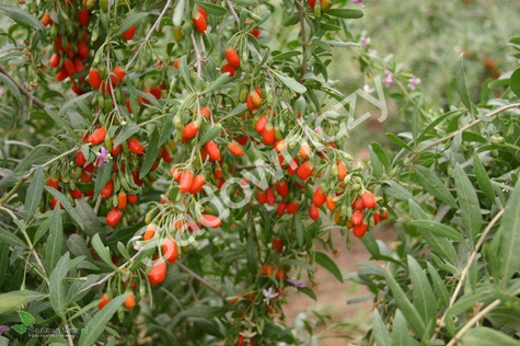 Jagoda Goji Kolcowój chiński sadzonki