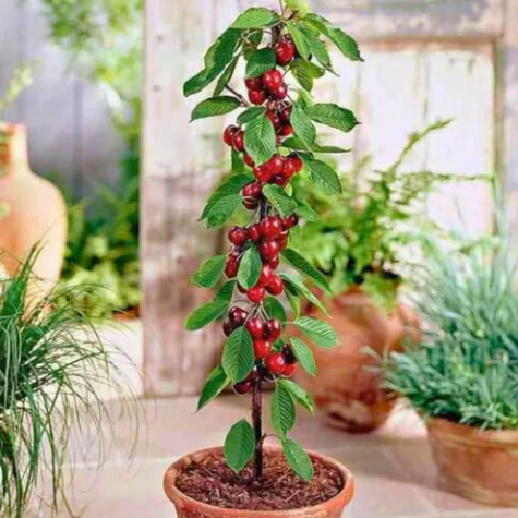 Czereśnia kolumnowa Pola