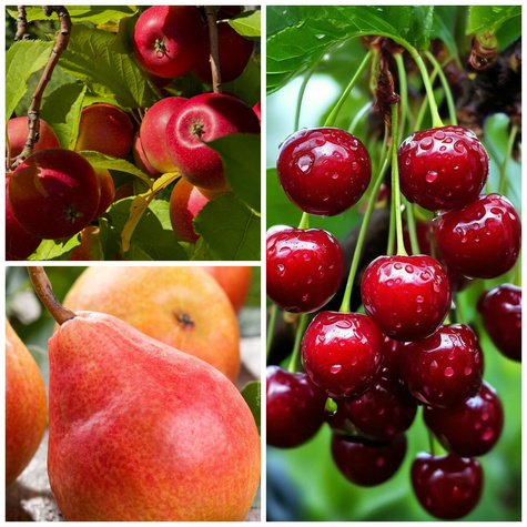 Zestaw Drzewka Dla Leniwych Ogrodników Odmiany Samopylne i Odporne Plant Pack
