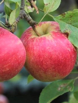 Jabłoń Jonatan
