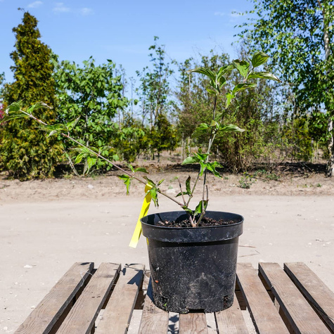 Dereń jadalny Golden Glory