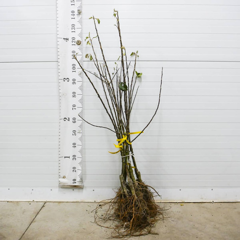 Jabłoń Golden Reinders Delicious