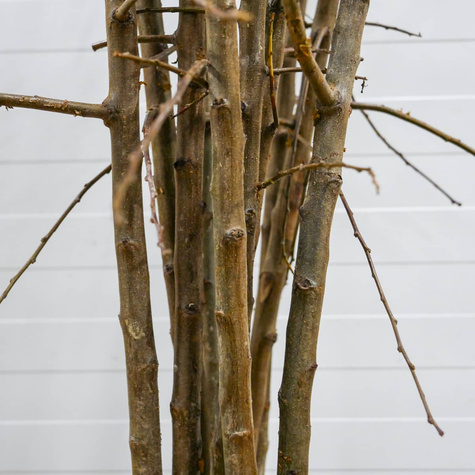 Śliwko-brzoskwinia Śliwobrzoskwinia Kubań START PACK ®