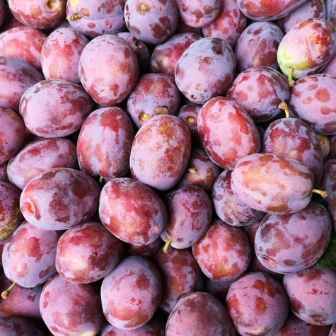 Śliwa Cacańska Rana