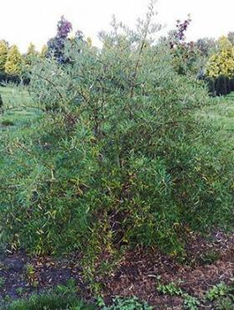 Rokitnik pospolity Pollmix męski (C2)