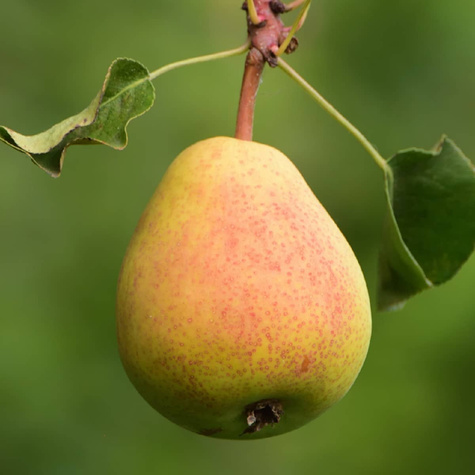 Grusza Klapsa Faworytka