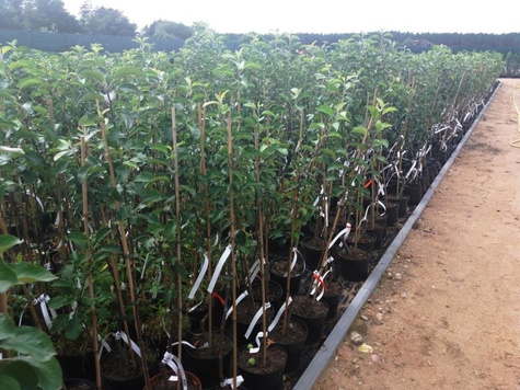 Grusza azjatycka Hosui w doniczce