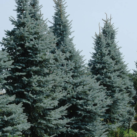 Świerk kłujący Kaibab (C2)