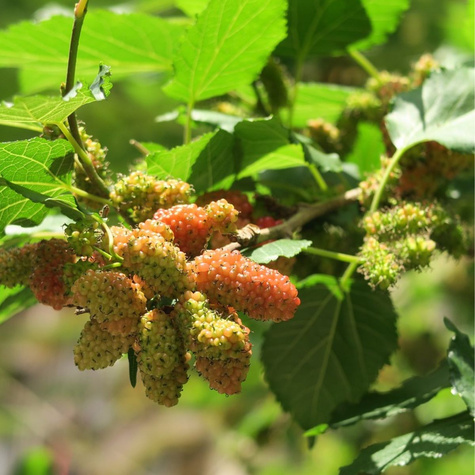 Morwa czerwona w doniczce