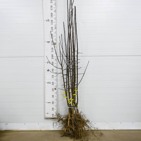 Śliwa Andres START PACK