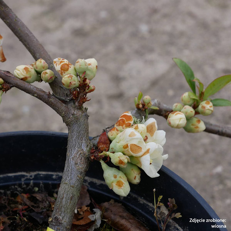 Pigwowiec okazały Nivalis Ozdobny Obronny na Nalewki