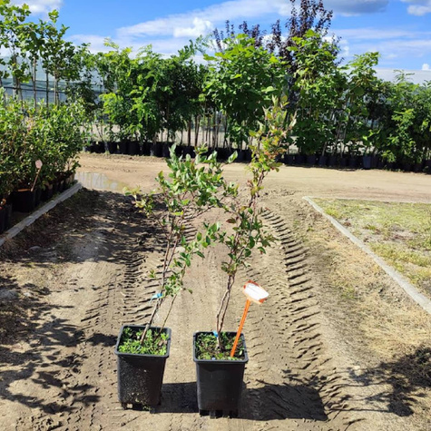 Borówka amerykańska NELSON późna (C2)