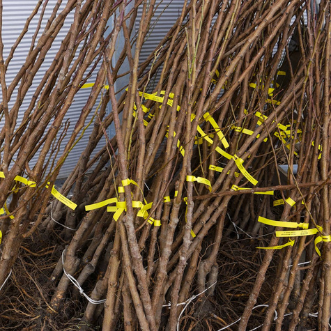 Morela Sundrop START PACK