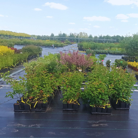 Świdośliwa lepsza niż borówka amerykańska - Deserowa