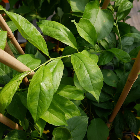 Śliwko-nektaryna START PACK