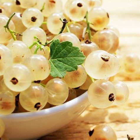 Porzeczka biała START PACK