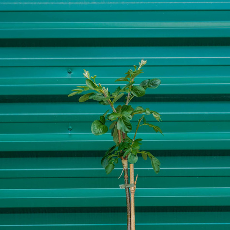 Jarzębina Jadalna Jarząb Jadalny Burka